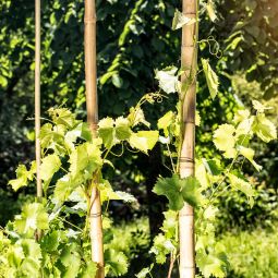 Windhager Bambus-Pflanzstab 250x4,5-6 cm 3