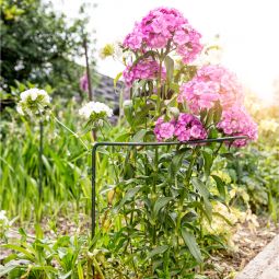 Windhager Staudenstütze Pflanzenstütze 6