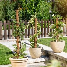 Windhager Kokos-Pflanzstab verlängerbar 7