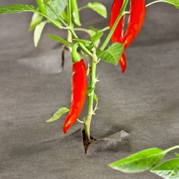 Windhager ÖKO-Unkrautvlies 10x1 m 50 6