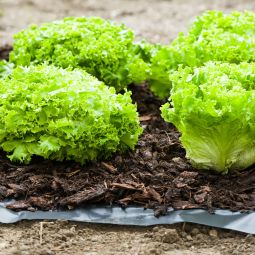 Windhager Unkrautfolie ANTIWEED 15x0,9 m 5