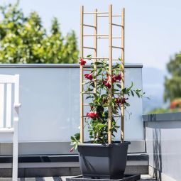 Windhager Holz-Rankhilfe Turm 29x29x145 cm 3