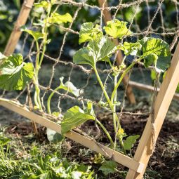 Windhager Holz-Rankhilfe Zelt 90x75x105 cm 5