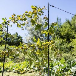 Windhager Edelstahlseil-Rankhilfe 5