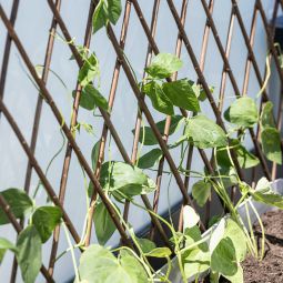 Windhager Weide-Spalier Rankhilfe ausziehbar 3