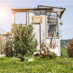 Windhager Kleintiergeflecht Sechseck-Geflechte kunststoffummantelt grün 3