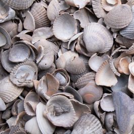 Zierkies Muscheln | BENZ24